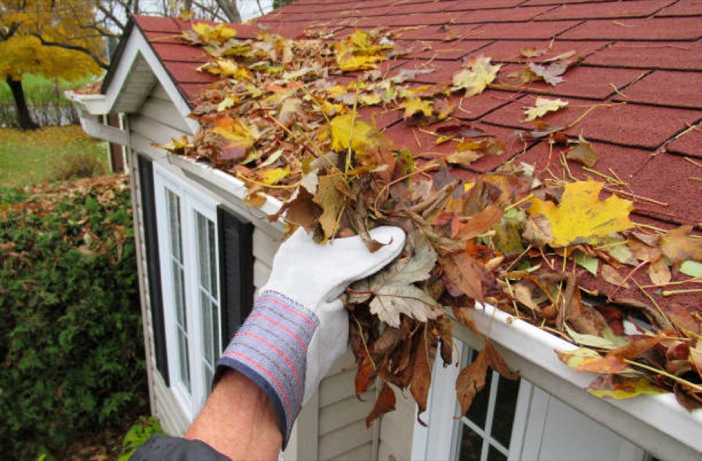 Maple leaves packed into a Toledo gutter after fall